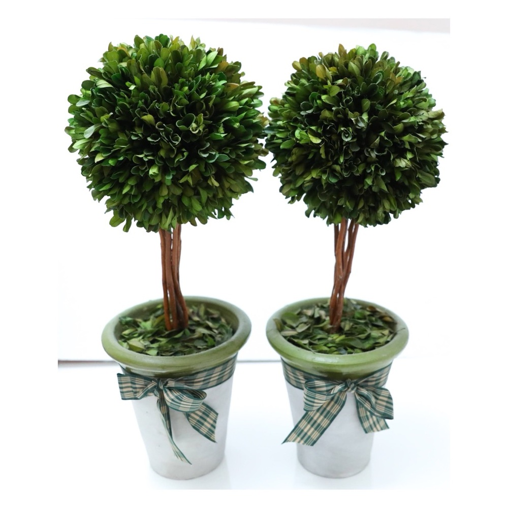 Set of 2 Sphere Topiary Home Plant Potted in a Clay Planter Wood trunks Decor